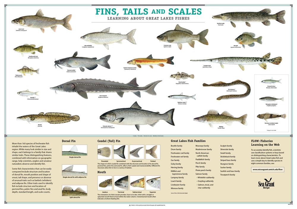 Fins Tails Scales Fish ID poster Todd Marsee